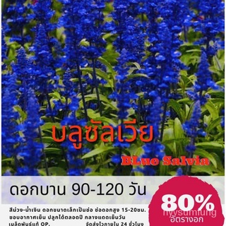 ผู้ผลิตเมล็ดพันธุ์/เมล็ดพันธุ์ ดอกบลูซัลเวีย 200 เมล็ด บลูซัลเวีย Blue salvia ซัลเวีย ✅ราคาถูกป/อินทรีย์ คละ สวนครัว ดอก