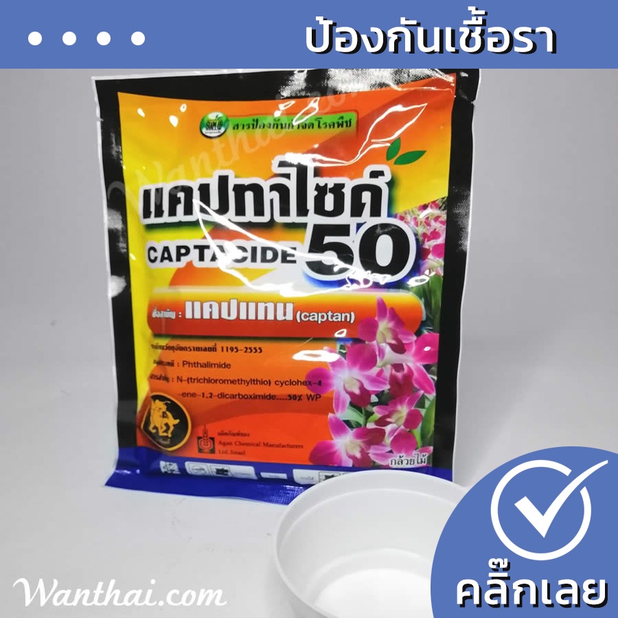 ยากันรา แคปทาไซด์ Wanthai ขายหัวลิลลี่ ว่านสี่ทิศ ไฮยาซิน ทิวลิป ต้นไม้ฟอกอากาศ เมล็ด กระบองเพชร