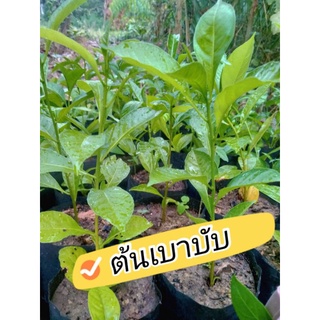 ต้นเบาบับ ดิจาทา ราคาถูก