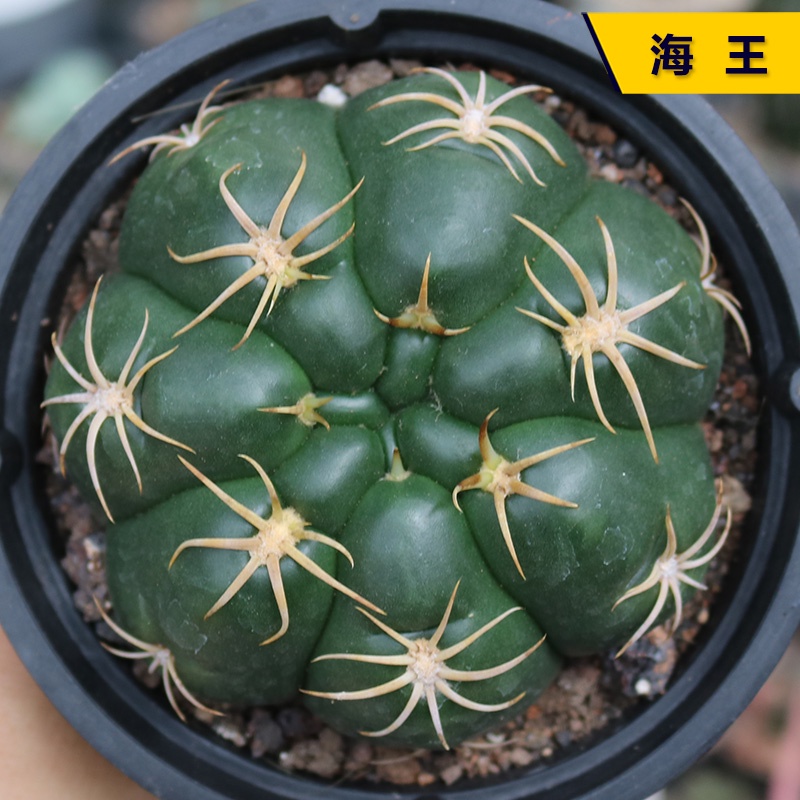 อัลบั้ม 100+ ภาพ ลูกกระบองเพชร ใหม่ที่สุด