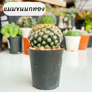 กระบองเพชร แคคตัส cactus แมมขนนกทอง