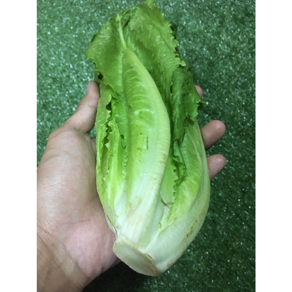ผักสลัดคอสสด ปลูกดิน 🥬 รูปที่ 2