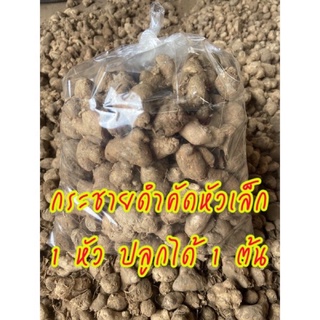 กระชายดำสด คัดหัวเล็ก (1 หัวปลูกได้ 1 ต้น) : ขนาด 1 กิโลกรัม 150 บาท (ปลูก ทำยาหรือทานได้)