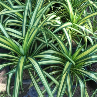 เตยด่าง 🌿 Blue Screw Pine/White-striped Pandanus [กระถาง8,11นิ้ว]