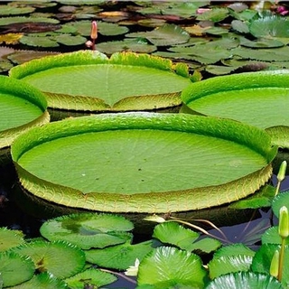 เมล็ดพันธุ์ บัวกระด้ง หรือ บัววิคตอเรีย Victoria water lily Amazon Water Lily Royal water-lily Giant Water Lily Victori