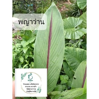 พญาว่าน 🌿ว่านมงคล เสริมสิริมงคลชีวิต