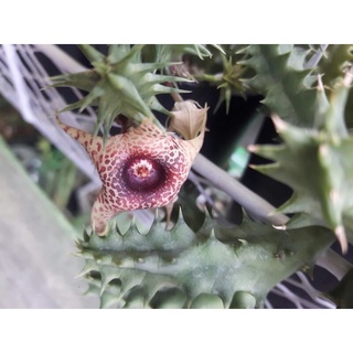 หน่อเก๋งจีน Huernia korat star ไม้อวบน้ำ