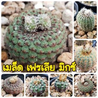 เมล็ดพันธุ์ เฟรเลีย mix Frailea Cataphracta, Grahliana, Colombiana 20 เมล็ด แคคตัส กระบองเพชร Cactus