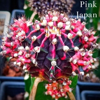 แคคตัส Pink Japan🇯🇵(แท้)🌵หน่อใหญ1.8cm.ขึ้นไปเด็ดสดใช้กราฟ🌵