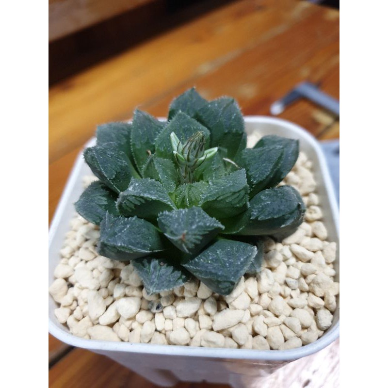 Haworthia Obtuse  Ex Taiwan
