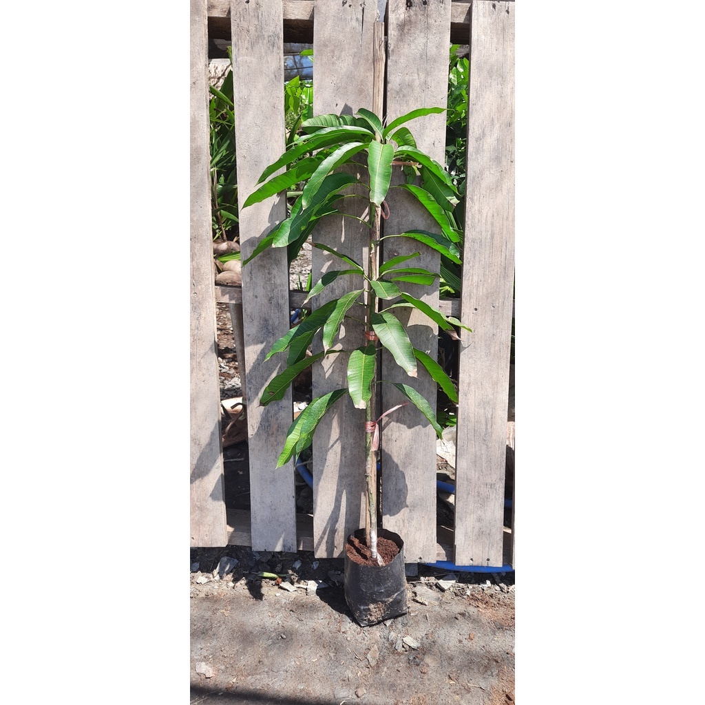 ต้นมะม่วงขายตึก (มะม่วงพันธุ์โบราณของแปดริ้ว) - รูปที่ 3