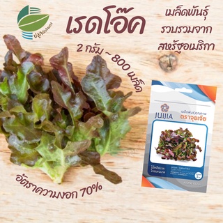 โอ๊คลีฟเรด โกลเดนเกต ( Oakleaf Red) #เมล็ดผักสลัด