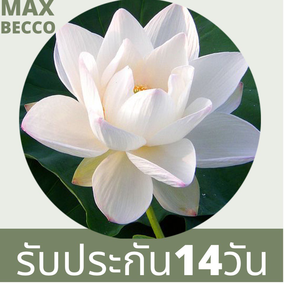 My Image 29