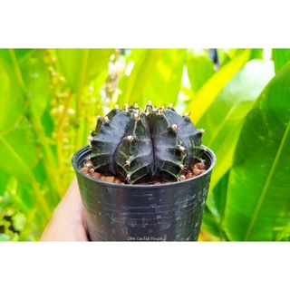 ผิวเข้ม ออกดำ ยิมโนคาไลเซียม (Gymnocalycium mihanovichii) แคคตัส กระบองเพชร