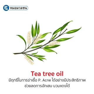 หมอมวลชน แอคซิน สปอต เอ็น แอคเน่ ครีม (Accin Spot N Acne Cream ) ครีมแต้มสิวอักเสบ