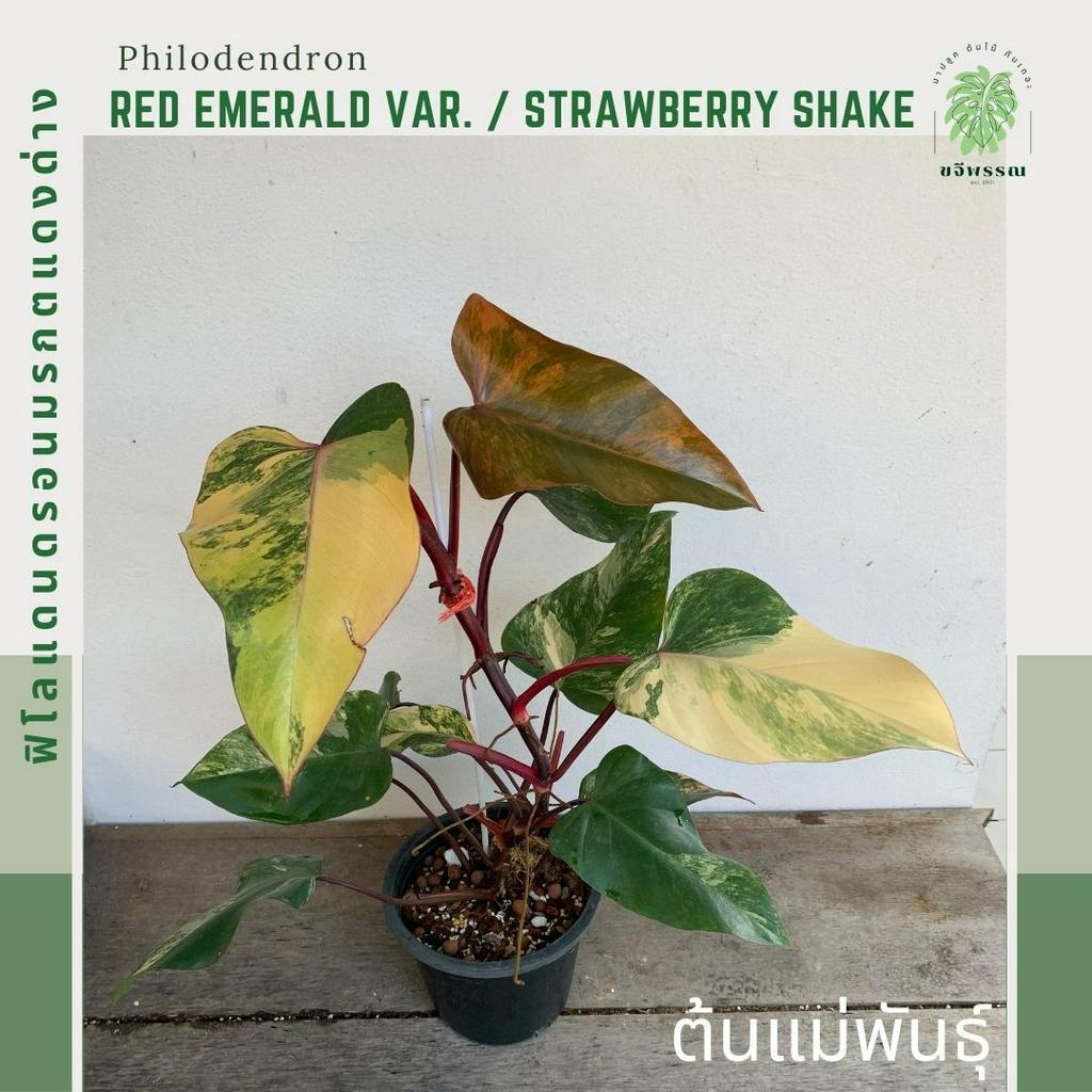 Philodendron Red Emerald (Strawberry Shake) | ฟิโลเดนดรอนเรดเอมเมอรัล (สตอเบอร์รี่เชค)