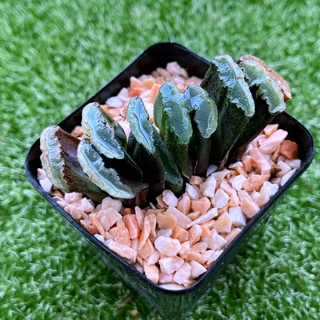 Haworthia truncata hybrid VT-093 A093