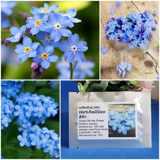 เมล็ดพันธุ์ ฟอร์เก็ตมีน็อท (Forget Me Not Flower Seed) บรรจุ 200 เมล็ด คุณภาพดี ราคาถูก ของแท้ 100%