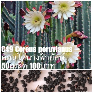 C49 Cereus peruvianus คอนโดนางฟ้ายักษ์  50เมล็ด 100บาท