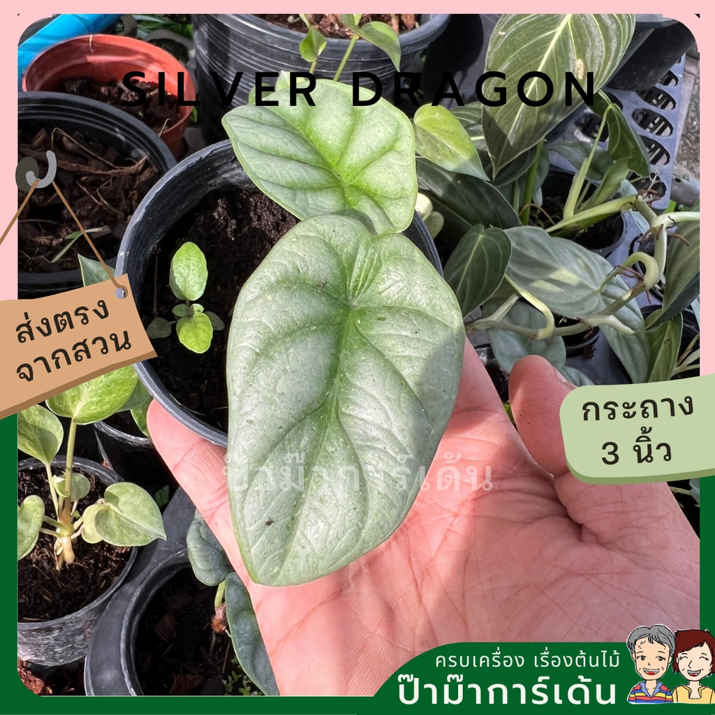 มุมมอง 6