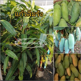 🥭ต้นมะม่วงแก้วลืมรัง หวานหอม กิ่งทาบ80cm