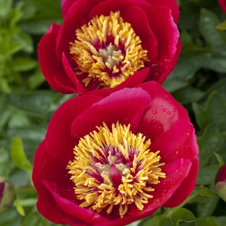 20 เมล็ด เมล็ดโบตั๋น ดอกโบตั๋น ดอกพีโอนี (Peony) สีแดง Red Peony