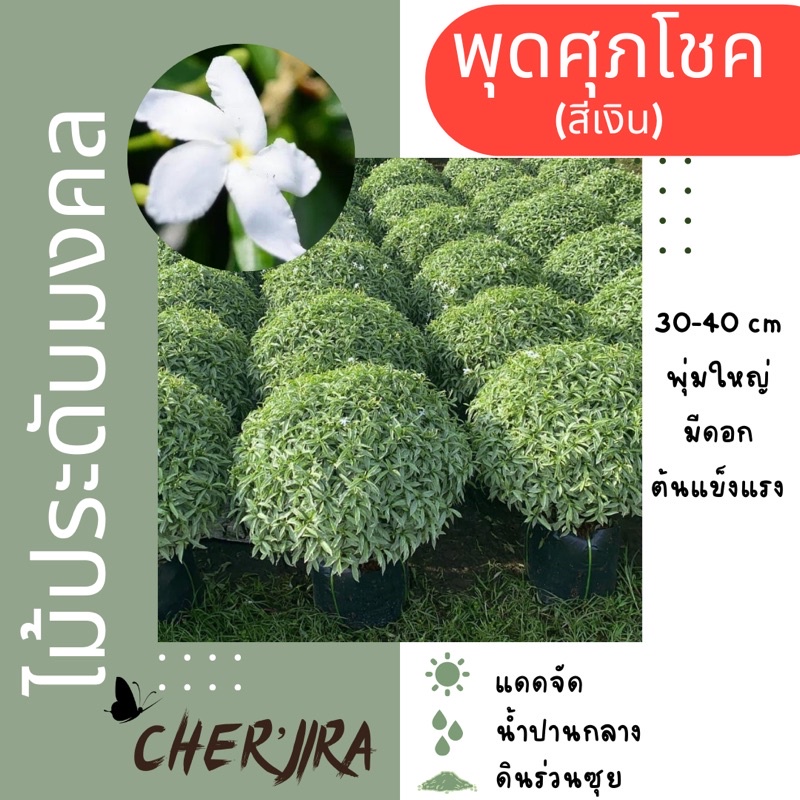 ต้นพุดศุภโชค สีเงิน พุ่มกลม ไม้มงคล ไม้ประดับ ขนาด 30-40 cm (สั่งซื้อขั้นต่ำ 2 ต้น คละได้)