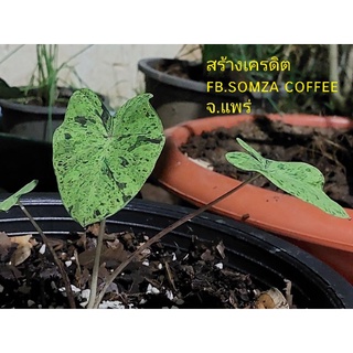 colocasia esculenta mojito โมจิโต