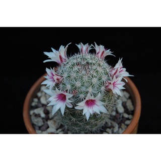 ถูก ใหม่ สายพันธุ์1แพ็ค Mammillaria albicans ( ) （เมล็ดพันธุ์ โรงงาน ）1แพ็ค 8NFH