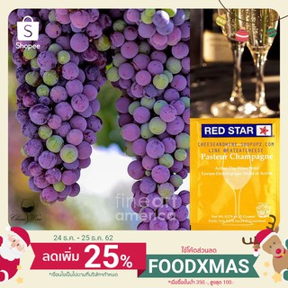 ยีสต์หมักไวน์ RED STAR PASTEUR CHAMPAGNE ซองสีเหลือง ยีสต์ ทำไวน์ หมักไวน์ ผลไม้