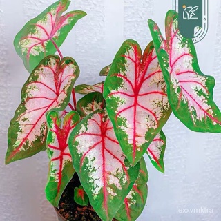 【6สี】100pcs Mixed Colors Caladium Seeds ต้นไม้มงคล บอนไซ บอนต้นสีแปลกๆ flower seeds บอนสี เมล็ดดอกไม้ เมล็ดบอนสี เมล็ดพั