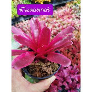 สัปปะรดสี #นีโอดองเกอร์ พร้อมปลูก 🤗🤗กระถาง 4นิ้ว
