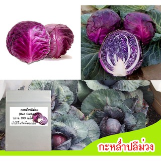 เมล็ดผักกะหล่ำปลีม่วง (Red Cabbage) 150 เมล็ด เมล็ดกะหล่ำปลีม่วง เมล็ดพันธุ์กะหล่ำปลีม่วง ปลูกกะหล่ำ ผักกะหล่ำ กะหล่ำปลี