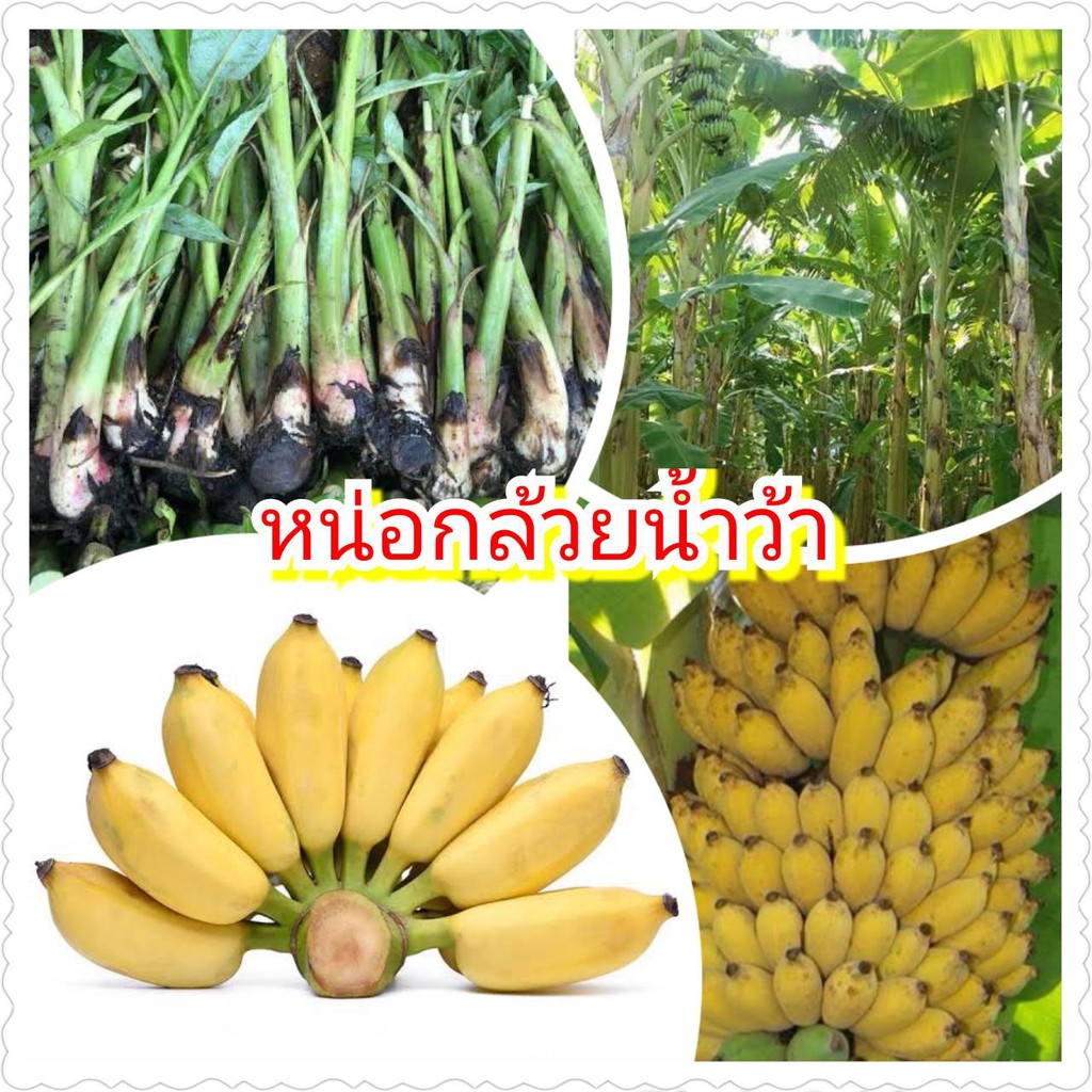 หน่อกล้วยน้ำว้า (2หน่อ/แพ็ค) พันธุ์ปากช่อง 50 / ต้นกล้วยน้ำว้าปากช่อง 50 ลำต้นสูง ให้ผลผลิตสูง เครือใหญ่