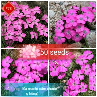 AGROSTEMMA FlowerS 50เมล็ดเมล็ด seeds ZZLX