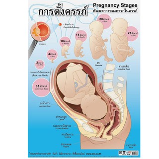 โปสเตอร์พลาสติก PP การตั้งครรภ์ #EP-083