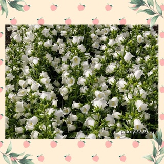 เมล็ด ดอกระฆัง campanula calycanthema 1000 เมล็ด นำเข้าอังกฤษ สีขาว