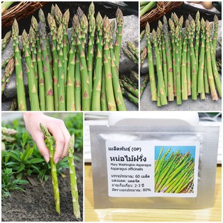 เมล็ดพันธุ์ หน่อไม้ฝรั่ง เมรี่วอชิงตัน (Mary Washington Asparagus Seed) บรรจุ 60 เมล็ด คุณภาพดี ราคาถูก ของแท้ 100%