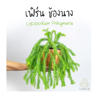 Treeno.9 T6 เฟิร์น ช้องนาง (Lycopodium Phlegmaria) กระถางแขวน 8 นิ้ว สูง 40-50 cm.ไม้ประดับ ห้อยย้อยสวยงาม สีเขียวร่มรื่น