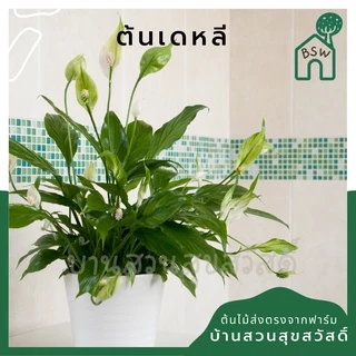 เดหลี ฟอร์มกอ กอใหญ่มาก มาในกระถางพร้อมตั้ง