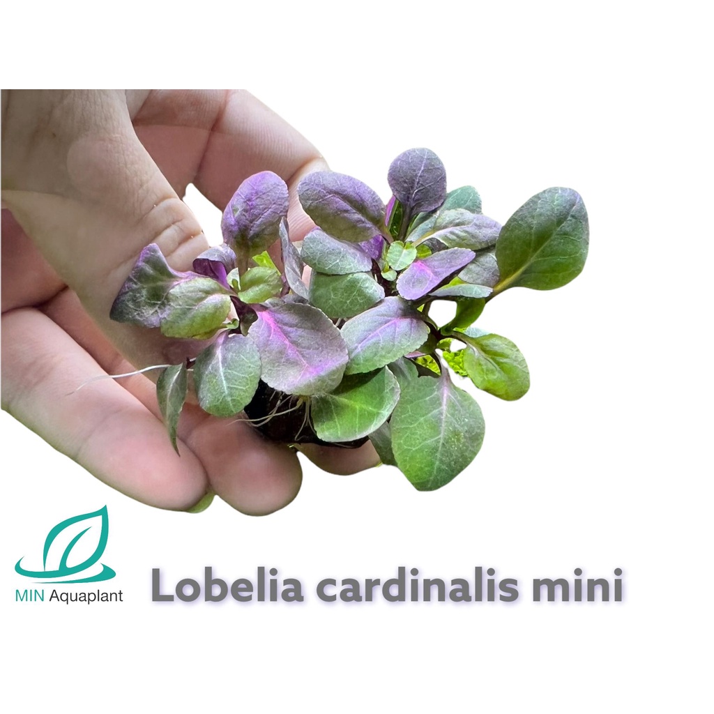 วาบิโลบีเลีย มินิ (Lobelia cardinalis mini) ลูกละ 150 #ต้นไม้น้ำ # ต้นไม้ปลูกในน้ำ ในตู้ปลา