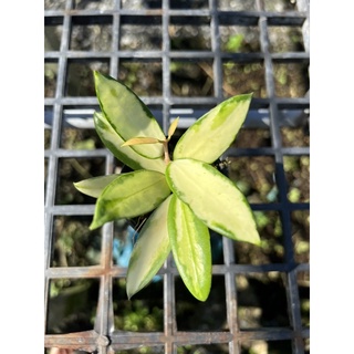 hoya acuta variegata