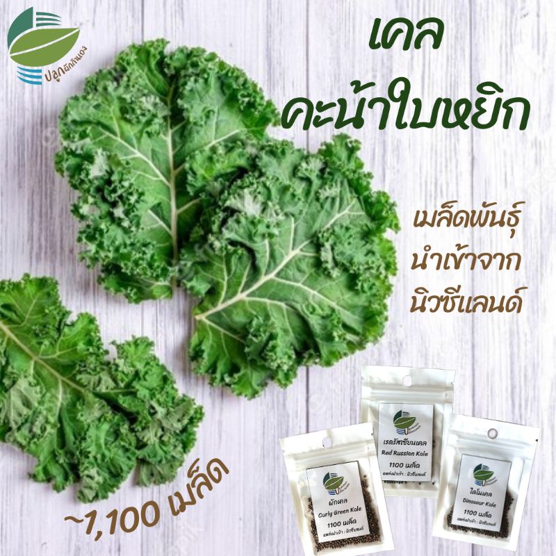 เมล็ดพันธุ์ ผักเคล ( 3 กรัม ~ 1,100 เมล็ด)