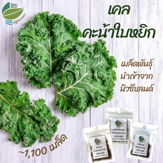 🌈ลด 60.- ใช้โค้ด LF5HZQ / ผักเคล คะน้าใบหยิก เคล (Curly Green Kale)​ นิวซีแลนด์ ~ 1100 เมล็ด #คะน้าใบหยิก #ไดโนเคล