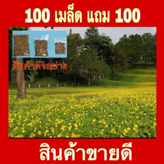 ถั่วบราซิล เมล็ดพันธุ์ **บรรจุ 100 เมล็ด แถม 100 เมล็ด** ปลูกแทนหญ้า กำจัดวัชพืช แต่งสวน ทนแล้ง รักษาความชื้นในดิน