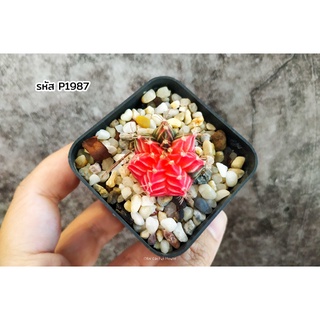 ยิมโนคาไลเซียม ด่าง (Gymnocalycium mihanovichii variegated) แคคตัส