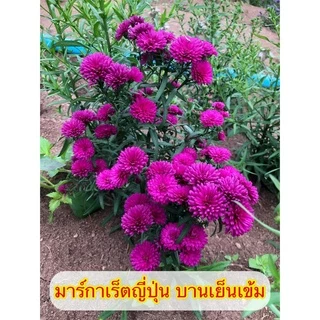 🌱รากแน่น มาร์กาเร็ตญี่ปุ่น