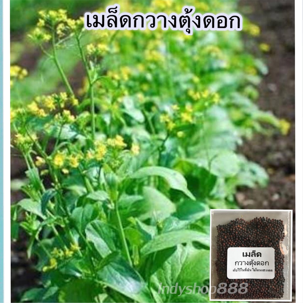 เมล็ดพันธุ์กวางตุ้งดอก  300-500 เมล็ด ปลูกง่าย โตเร็ว [10 เเถม 1 คละได้]