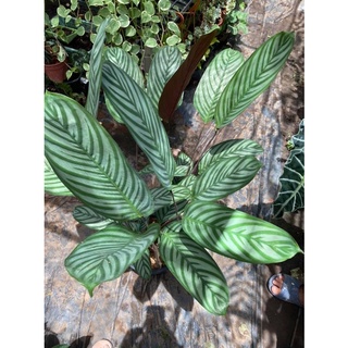 🪴คล้าทีแนนเท ซีโตซา  คอมแพคสตาร์🌿 Calathea setosa compact star