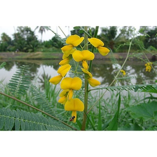 ต้นกล้าโสนทวาย ดอกโสน เมนูอร่อย ออกดอกทั้งปี ปลูกโสนเก็บดอกข…